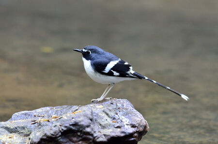 A Slaty-backed Forktail standing on the rock with background of clear water in the streamの写真素材
