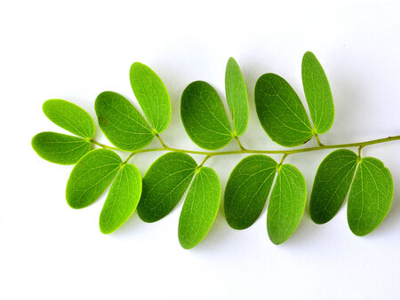 Green leafs on isolated white background with best shape of artistryの写真素材