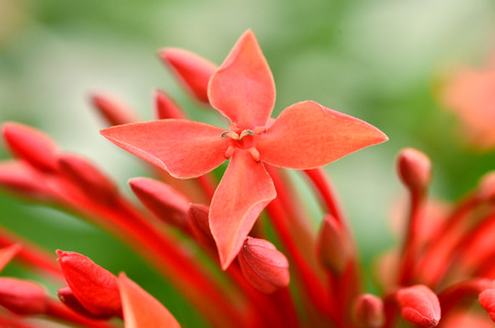 Ixora (Coccinea) Beautiful Flower of Red with closeup of detailsの写真素材