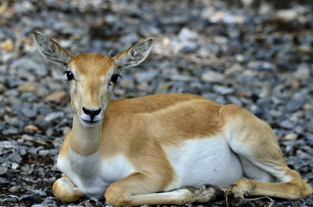 Cute deer lying down the earth