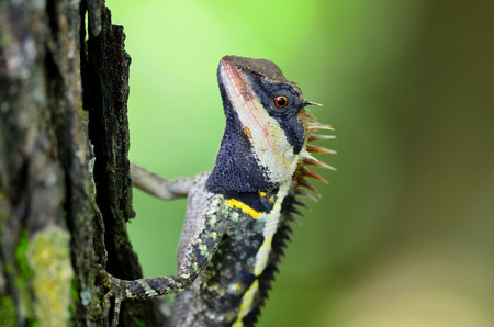 Greater spiny lizard, Acanthosaura armata, masked spiny lizard, tree lizard, acanthosaura crucigera boulenger, little spiny lizard, black face lizardの写真素材