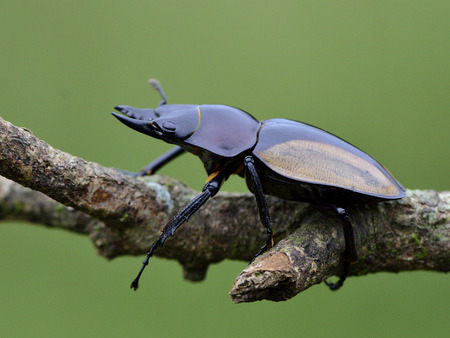 Hornless of Rhinoceros beetle (Allomyrina dithotomus) with nice green backgroundの写真素材
