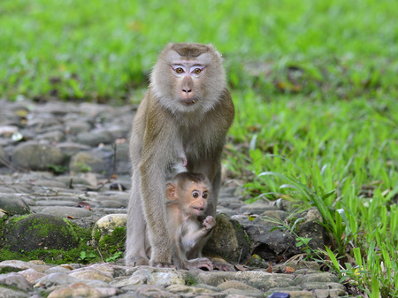 Mother and young monkey in each other hugs with love and care