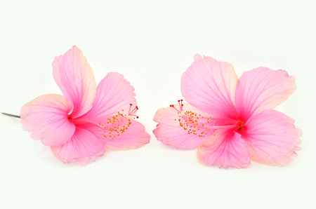 Pink Hibiscus flower on white backgroundの写真素材