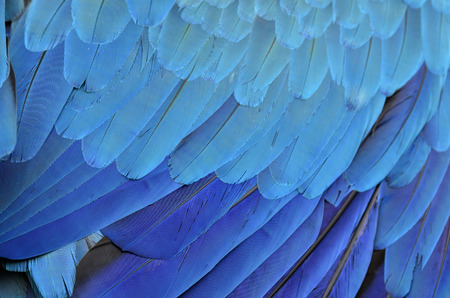 Blue Macaw feather and plumage in very sharp details