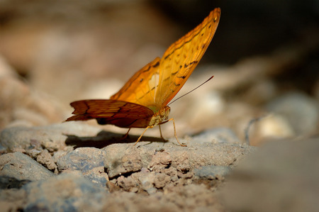 Yellow butterfly, Silver-Washed fritillary, sweeping butterfly