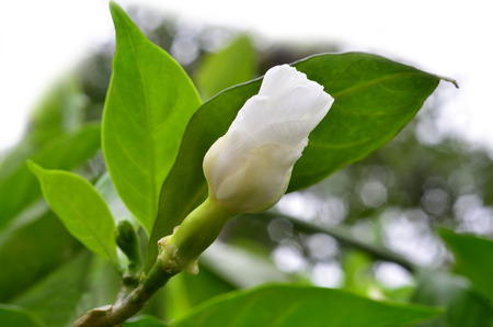 About to Blossom Gardenia Jasmine, Jasminoides, White flower