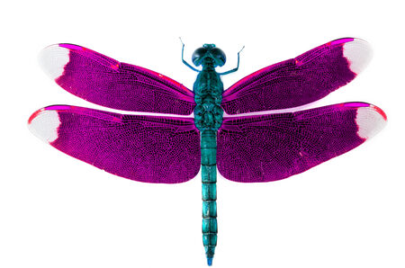 Blue Dragonfly with pink wings on white background の写真素材