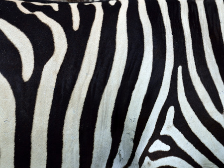 seamless zebra pattern as texture and background