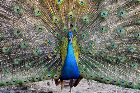 Beatiful Great Green Peacock bird showing off its feathersの写真素材