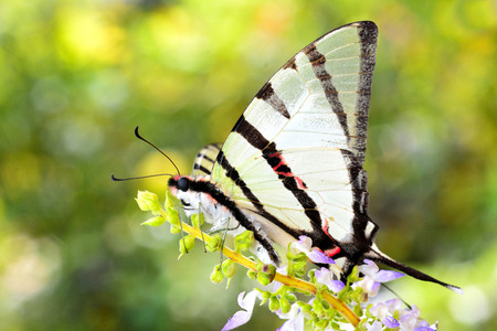 Beautiful Fourbar butterfly perching on flowers with nice blur backgroundの写真素材