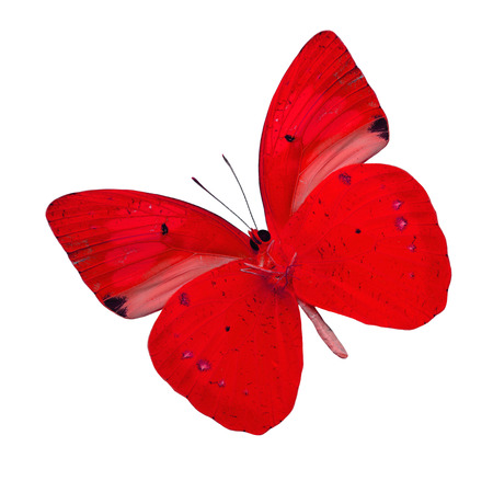 Beautiful Red butterfly isolated on white background (yellow orange tip butterfly)の写真素材