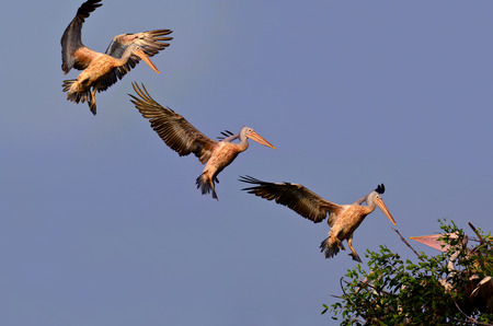 Compilation of Spot-billed Pelican birds about to landing with blue sky on backgroundの写真素材