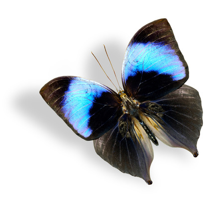 Flying Koh-I-Noor butterfly isolated on white background with soft shadow