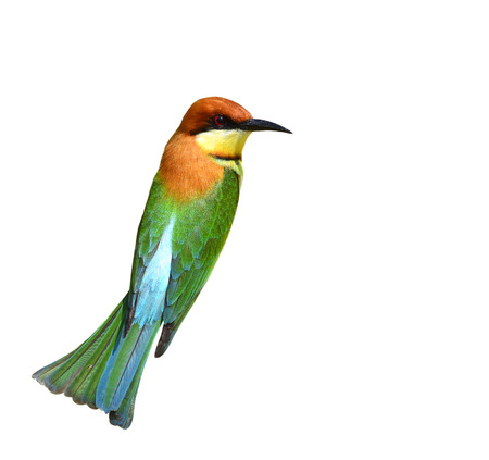 Orange-headed bee-eater bird back profile isolated on white backgroundの写真素材