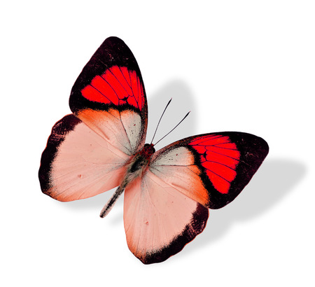 Great Red Butterfly flying isolated on white background with soft shadowの写真素材
