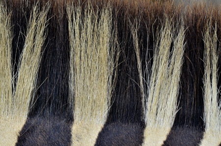 Closeup of Zebra's Neck Hairの写真素材