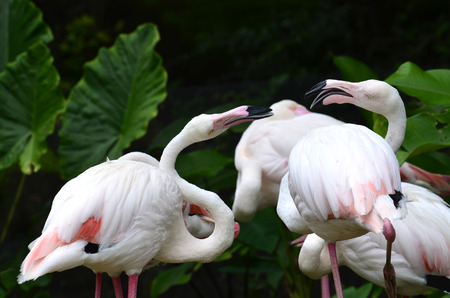 Greater Flamingo (Phoenicopterus roseus) teasing each other in sweet momentの写真素材