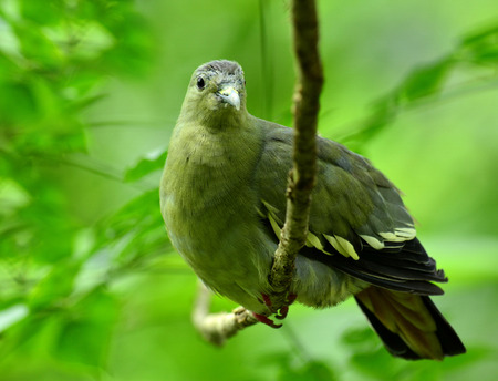 Female of Pink-necked green pigeon, treron vernans or possible Thick-billed green pigeonの写真素材