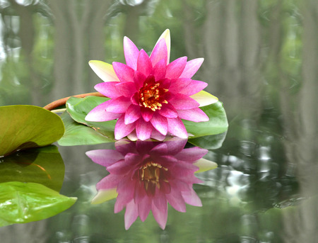 Pink Lotus Flower with reflection in water, Beautiful Water Lilyの写真素材