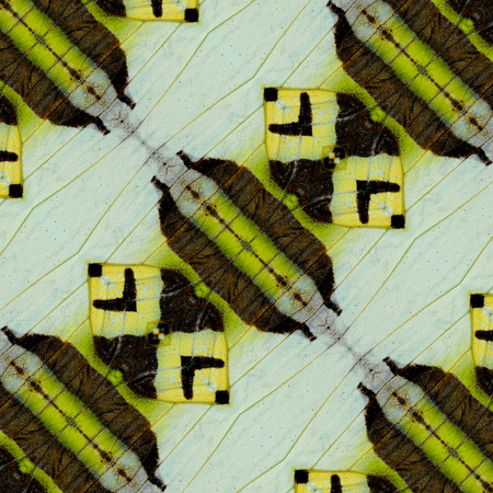 Beautiful Background Pattern made from fivebar butterfly wing skin patternsの写真素材