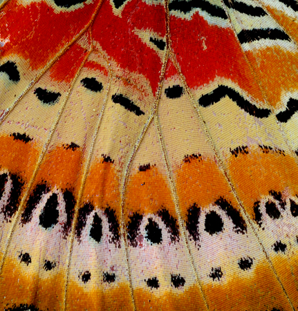Leopard lacewing butterfly wing skin in close up of its textureの写真素材