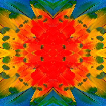 Colorful of Macaw bird feathers background patternの写真素材