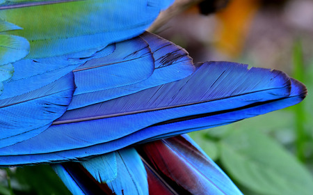 Close up of blue and green macaw bird feathers in great detailsの写真素材