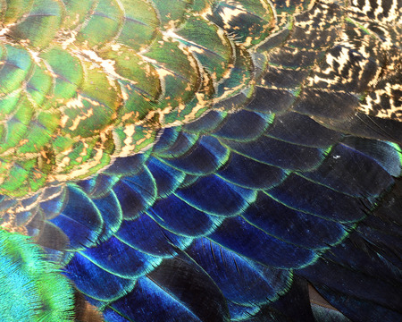 Beautiful texture taken from velvet Green Indian Peacock bird wing feathersの写真素材
