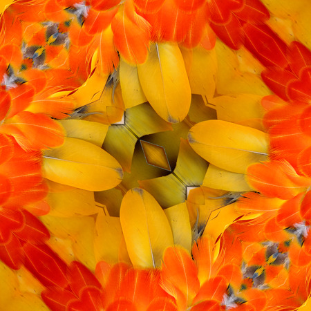 Colorful of Orange Background Texture made of Harliquin Macaw's feathersの写真素材
