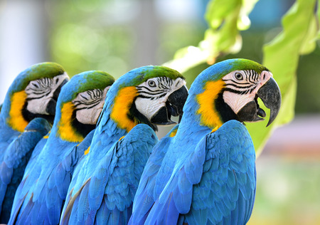 Beautiful of Blue and Gold macaw birds sitting togetherの写真素材