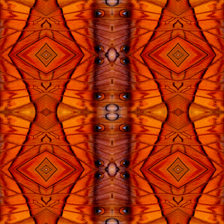 Best background pattern made of common commander butterfly wing skinの写真素材