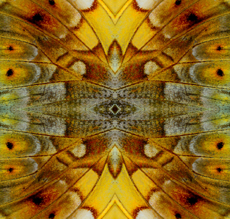 Best of brown background pattern made from butterfly wing skin textureの写真素材