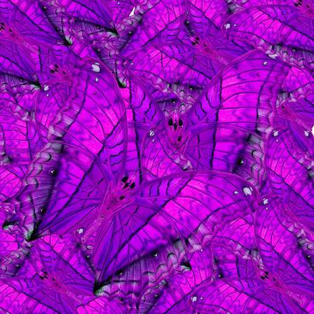 Camouflage purple background texture made of Common Commander Butterfliesの写真素材