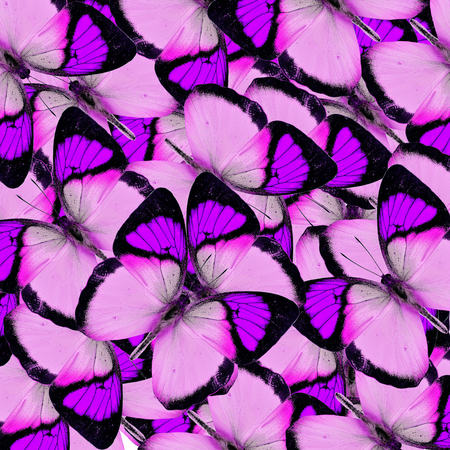 Compilation of Yellow Orange Tip butterflies in a great purple background textureの写真素材