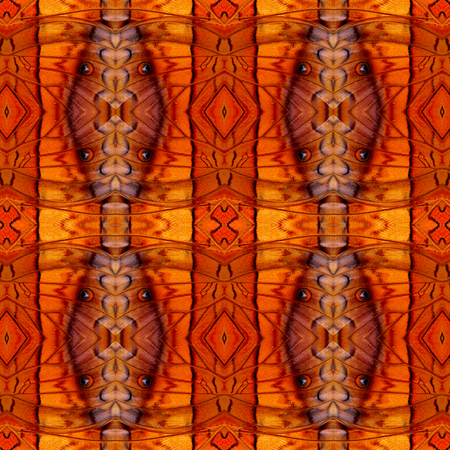 Seamless beautiful background pattern made of common commander butterfly wing skin