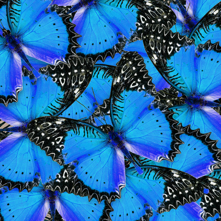 Beautiful blue and black background pattern made of Red Lacewing butterflies in fancy colorの写真素材