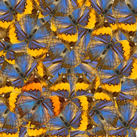 Beautiful of Blue and Yellow Butterfly consoliated into a great background patternsの写真素材