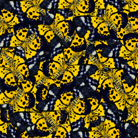 Beautiful of Blue and Yellow Butterfly consoliated into a great background patternの写真素材