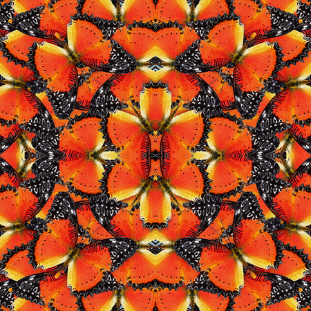 Beautiful of orange and black background pattern made of Red Lacewing butterfliesの写真素材