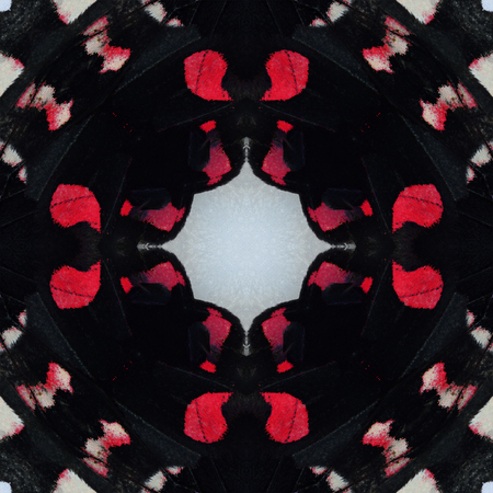 Beautiful of Oval Pink and white background made of Adamson's Rose Butterfly's wing skinの写真素材