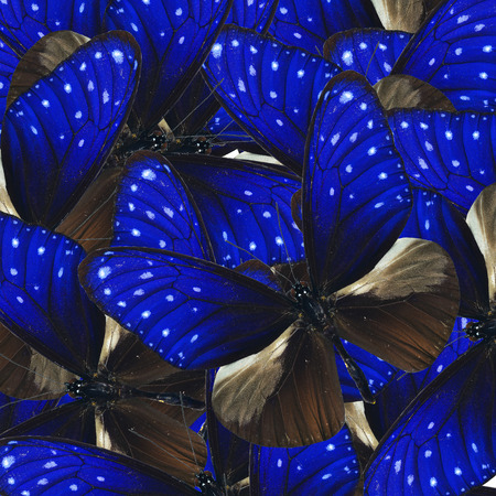 Best Background of Striped Blue Crow Butterflies in nice consolation textureの写真素材