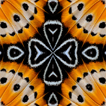 Close up of background pattern made from leopard lacewing butterfly wings skin textureの写真素材