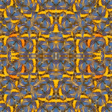 Great Oakleaf Butterflies consoliated as the great background patterns, beautiful indian butterflyの写真素材