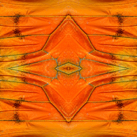 Great Orange Butterfly's wings consoliated as the great background patterns