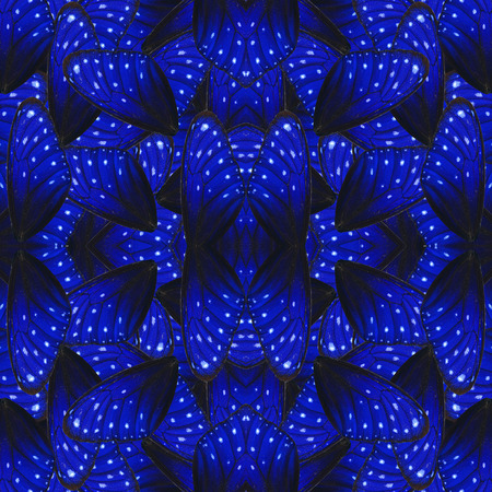 Seamless of Striped Blue Crow Butterfly wings on nice background textureの写真素材