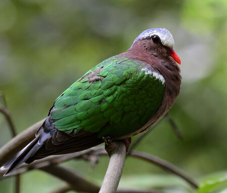 Beautiful Emerald Dove bird sitting on thr branchの写真素材