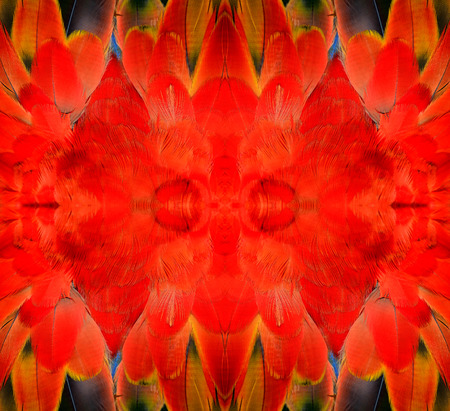Exotic Red and Fire color shade of Scarlet macaw bird's feathers in great background patternsの写真素材