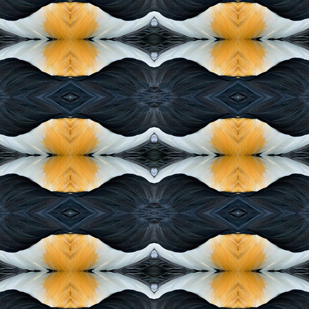 Seamless background pattern made of Crown Crane bird's feathersの写真素材