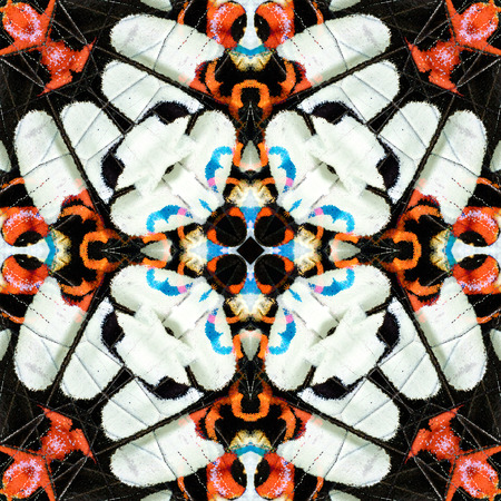 Beautiful of Seamless Background Texture made of Red Helen Butterfly wing skinの写真素材